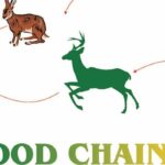 مثال على سلسلة غذائية حيوانية .. تعرف على أهم 4 معلومات وحقائق علمية حوله