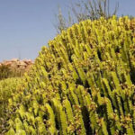 شجرة الزقوم موقعها وصفاتها وتفاصيل عنها