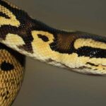 صوت الأفعى وتصنيف الأفاعي حسب المنطقة الجغرافية