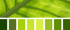 اللون الاخضر تدرجاته ودلالاته ومعانيه