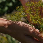 عشبة الزيزفون فوائدها وأهميتها في عالم الطب