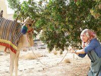 Odyssey Nursery, Dubai