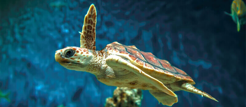 Monterey Bay Aquarium