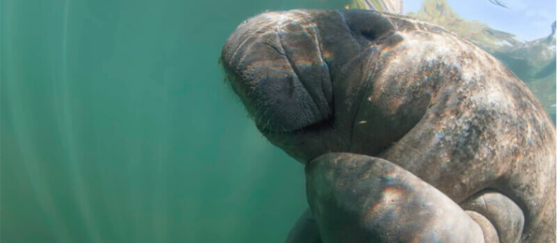 Swim with Manatees