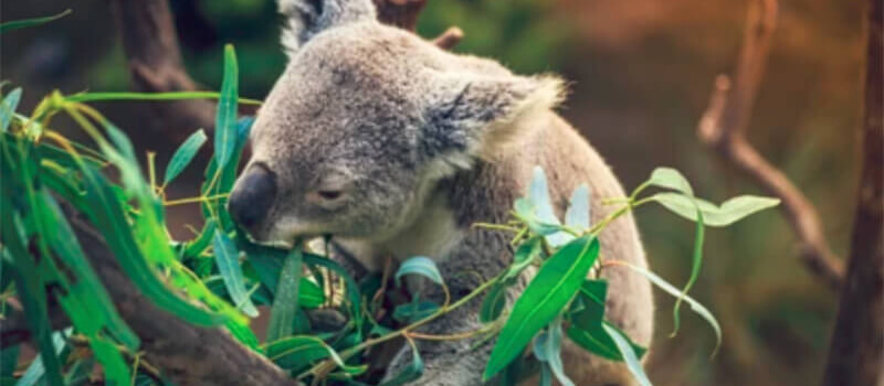 San Diego Zoo