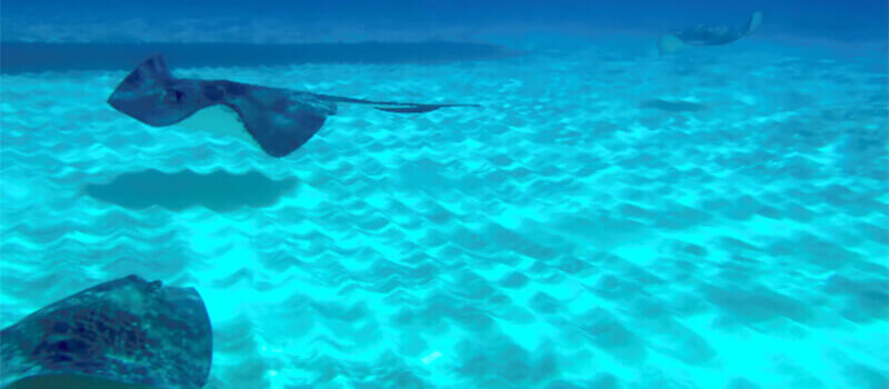 Stingray City