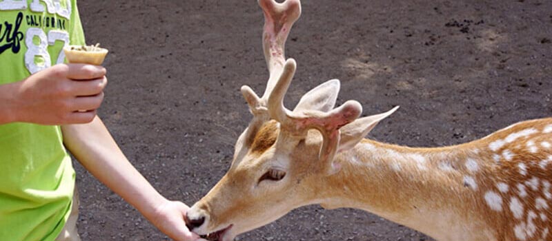 Feed a Deer in the Seoul Forest