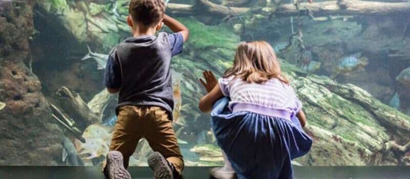 Spark the Mermaid Dream at the Shedd Aquarium
