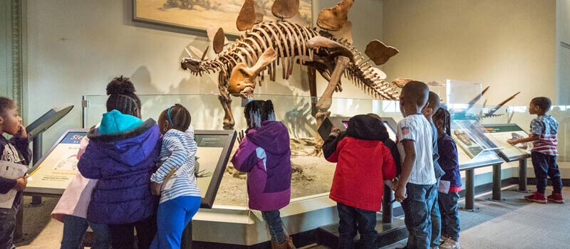 Stand at the Foot of a Tyrannosaurus rex at the Field Museum
