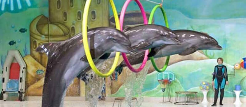 See a Dolphin Show at the Fakieh Aquarium