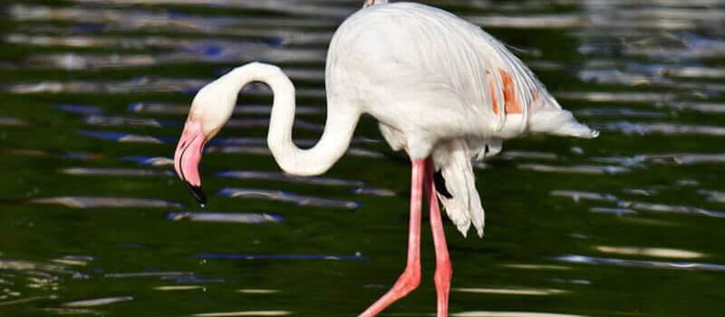 Visit the Animals at the Riyadh Zoo