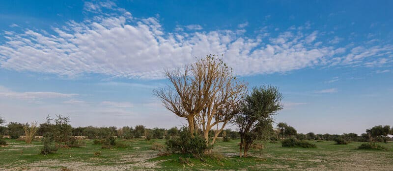 Take a Calming Stroll at the King’s Forest