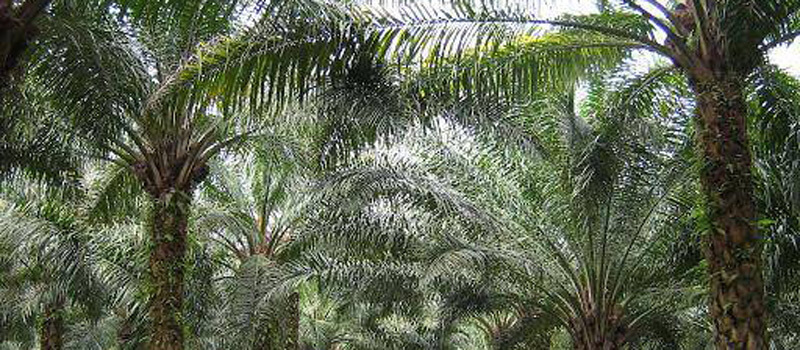 University in Dubai on a mission to turn palm waste into biofuel